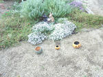 DSC_1323.jpg
