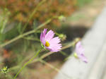 秋桜