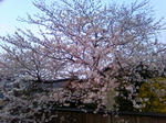 桜（家の近所編）