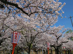 鶴岡公園その２