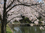 鶴岡公園その３