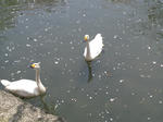 鶴岡公園その５