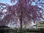 しだれ桜