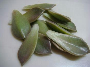 10.03.09-1_350.jpg