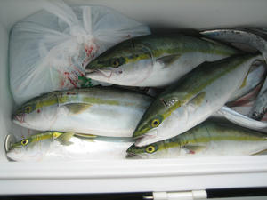 aIMG_0042.jpg
