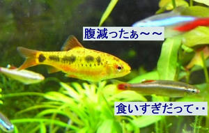9fb9966cjpeg