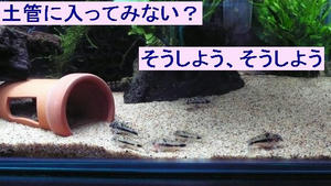 756dd925jpeg