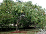 balsa-all440.jpg