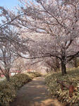 SANY0013.JPG