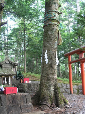 ご神木１