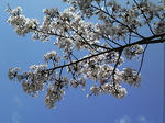 s-P1000149.jpg