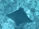 IMG_0083.jpg