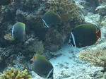 IMG_0145.jpg