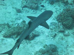 IMG_0453.jpg