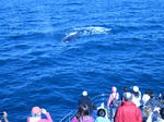 IMG_0987.jpg