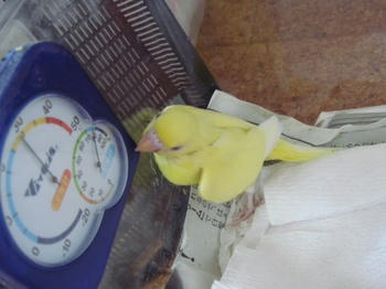 2009828pipi1.jpg