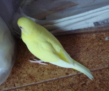 2009831pipi1.jpg