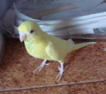 2009831pipi2.jpg