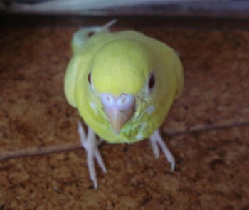2009831pipi3.jpg