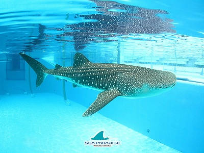 s-whale_shark.jpg