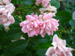 IMG_3334.JPG