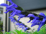 IMG_8955.JPG