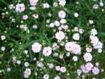 IMG_8958.JPG