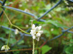 hana0885.jpg