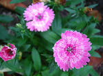 IMG_4446.JPG