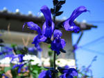 IMG_4357.JPG