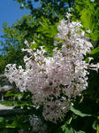 lilac.JPG
