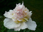 peonymini.JPG