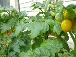 tomato.JPG