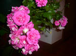 geranium.JPG