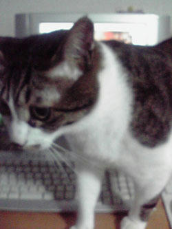 090601neko1.jpg