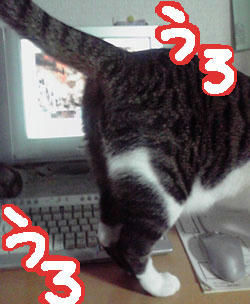 090601neko2.jpg