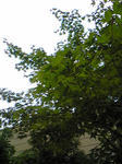 Image333.jpg