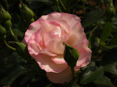 P5154495.jpg
