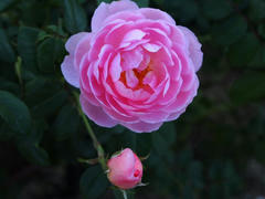 PA265203.jpg