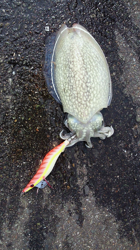 エギマスター 博多湾のイカ捕獲 新種発見か