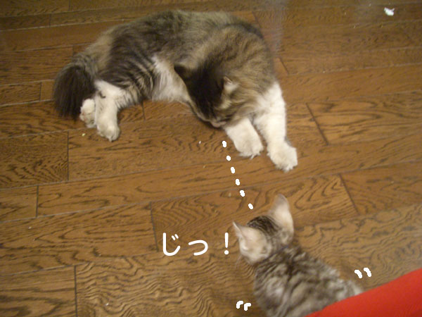 画像ファイル "http://blog.cnobi.jp/v1/blog/user/49c2eb87112434e9763758fdfecb9acd/1201528725" は壊れているため、表示できませんでした。