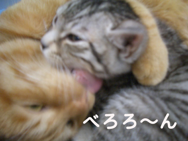 画像ファイル "http://blog.cnobi.jp/v1/blog/user/49c2eb87112434e9763758fdfecb9acd/1202085280" は壊れているため、表示できませんでした。