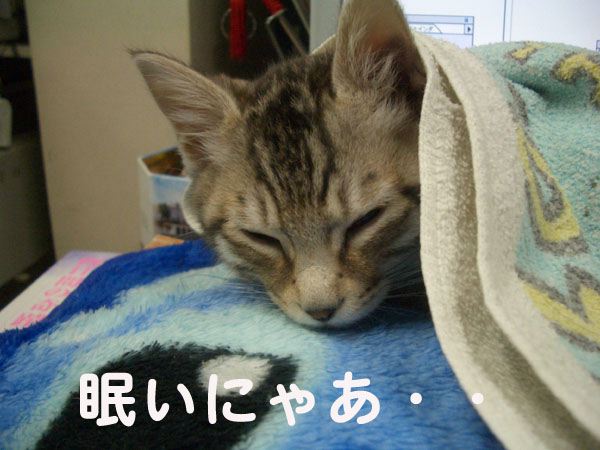 画像ファイル "http://blog.cnobi.jp/v1/blog/user/49c2eb87112434e9763758fdfecb9acd/1203252345" は壊れているため、表示できませんでした。