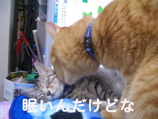 画像ファイル "http://blog.cnobi.jp/v1/blog/user/49c2eb87112434e9763758fdfecb9acd/1203252346" は壊れているため、表示できませんでした。