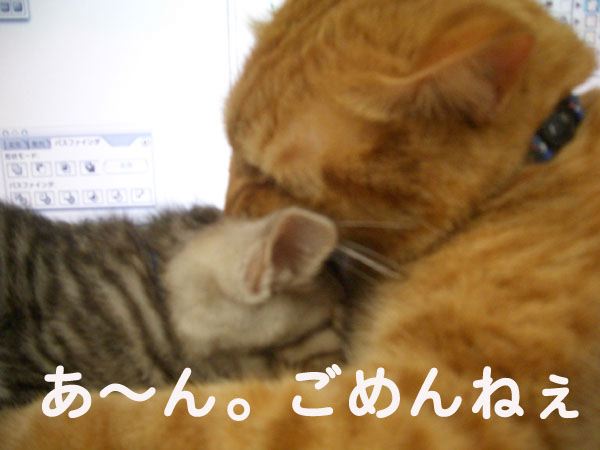 画像ファイル "http://blog.cnobi.jp/v1/blog/user/49c2eb87112434e9763758fdfecb9acd/1203252349" は壊れているため、表示できませんでした。