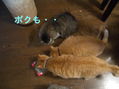 画像ファイル "http://blog.cnobi.jp/v1/blog/user/49c2eb87112434e9763758fdfecb9acd/1204729407" は壊れているため、表示できませんでした。