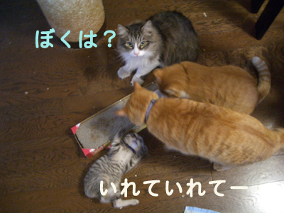 画像ファイル "http://blog.cnobi.jp/v1/blog/user/49c2eb87112434e9763758fdfecb9acd/1204729437" は壊れているため、表示できませんでした。