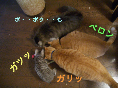 画像ファイル "http://blog.cnobi.jp/v1/blog/user/49c2eb87112434e9763758fdfecb9acd/1204729482" は壊れているため、表示できませんでした。