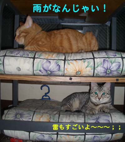 画像ファイル "http://blog.cnobi.jp/v1/blog/user/49c2eb87112434e9763758fdfecb9acd/1213005871" は壊れているため、表示できませんでした。