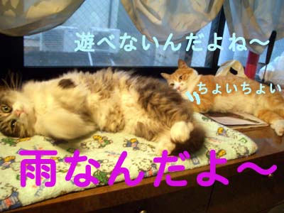 画像ファイル "http://blog.cnobi.jp/v1/blog/user/49c2eb87112434e9763758fdfecb9acd/1213005872" は壊れているため、表示できませんでした。